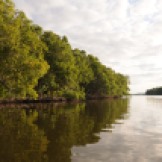 mangroves, reflected
