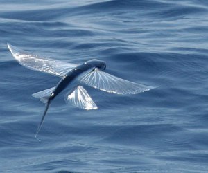 Internet photo - Flying Fish